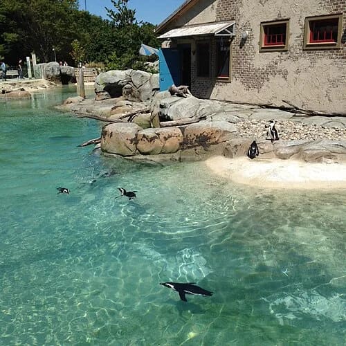 Maryland Zoo in Baltimore at Druid Hill Park