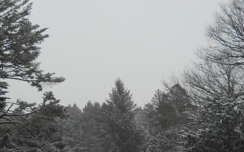 Conifer Path at Arnold Arboretum