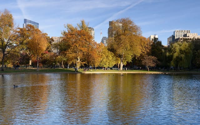 Make Way for Ducklings at Public Garden