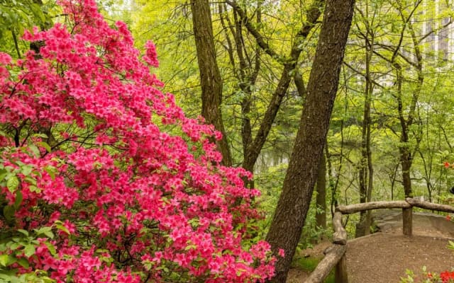 Hallett Nature Sanctuary in Central Park