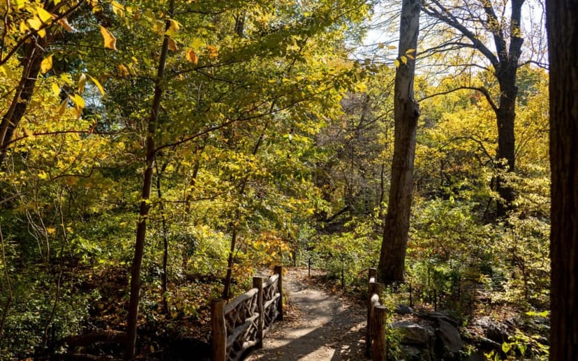 The Ramble in Central Park