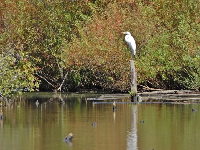 McAlpine Creek Wetlands at McAlpine Creek Community Park