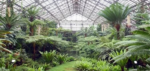 Fern Room at Garfield Park Conservatory