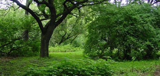 Wooded Island & Bobolink Meadow at Jackson Park