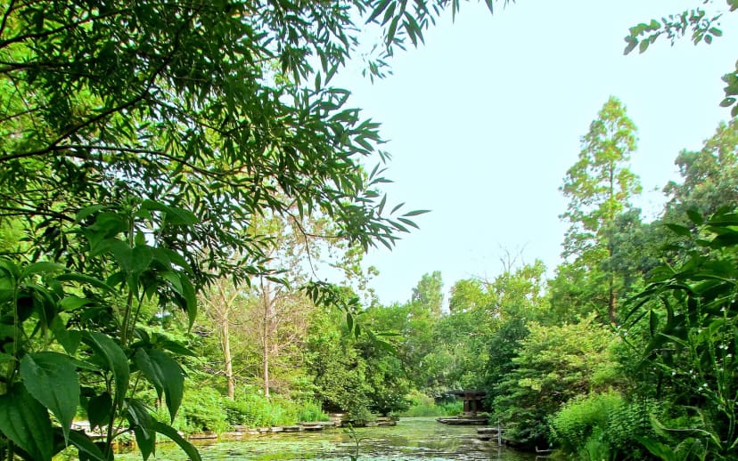 Alfred Caldwell Lily Pool at Lincoln Park