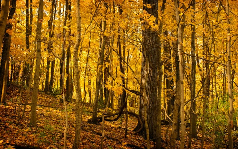 Harbor Loop Trail at Winton Woods
