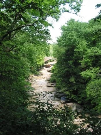 Woodland in Brecksville Reservation
