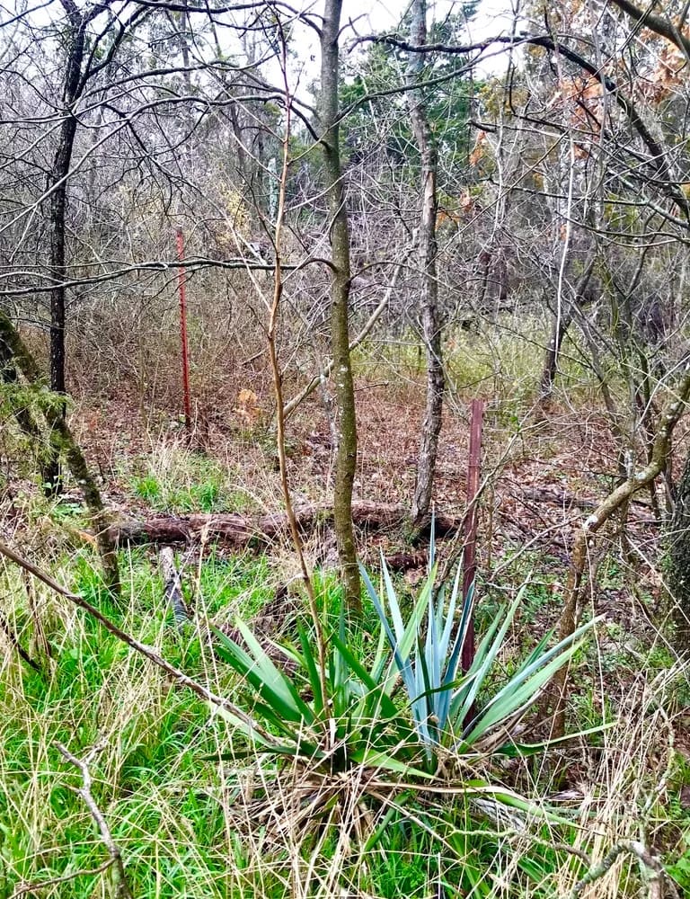 Possumhaw Trail at Cedar Ridge Preserve