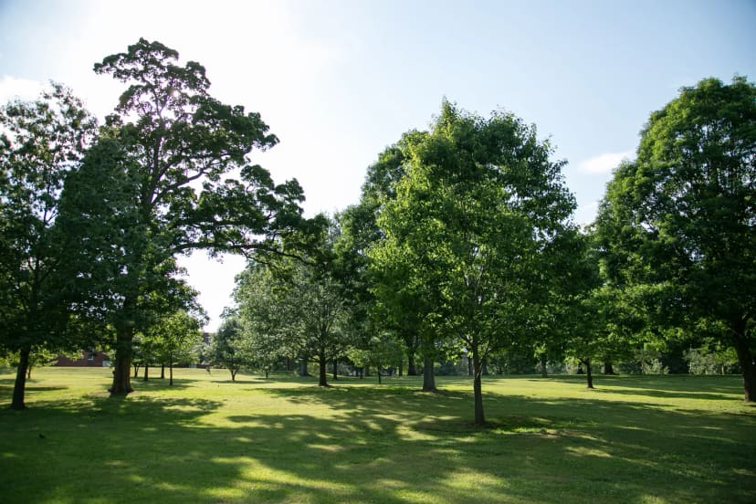 Harvey Hill beneath mature oak trees