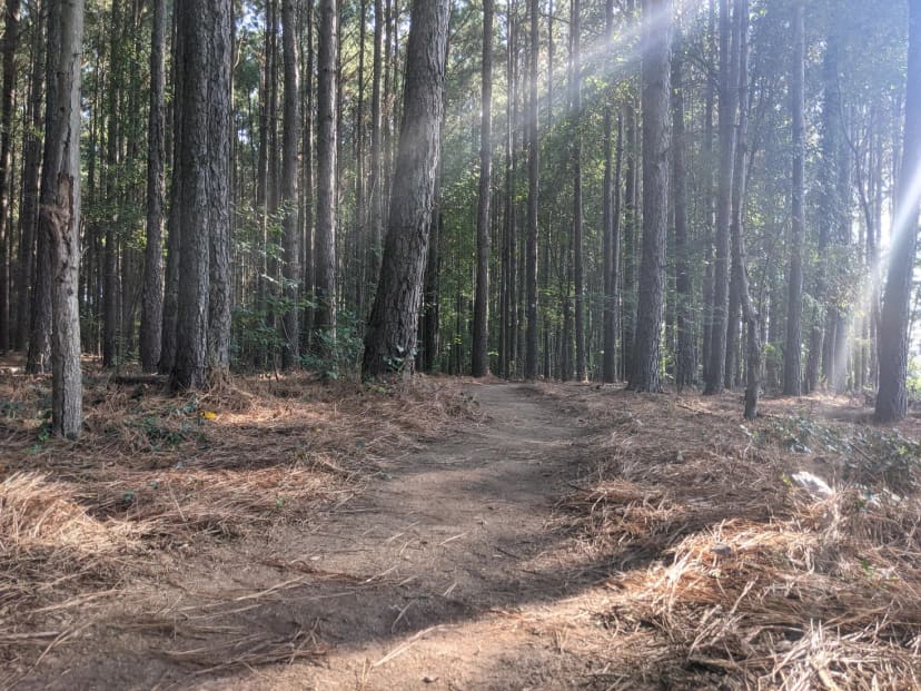 Natural-surface Pine Loop Trail