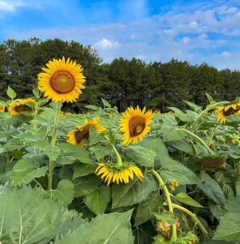 Sunflower Field in bloom