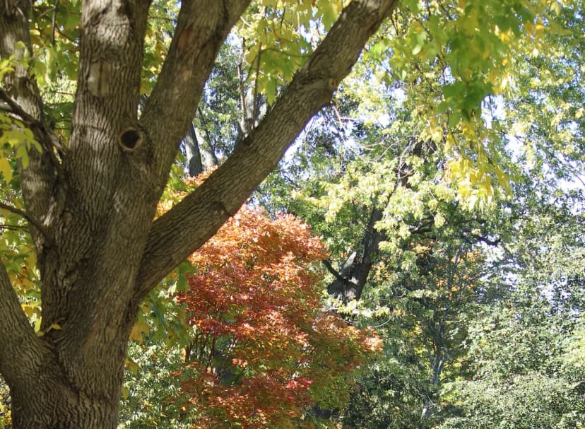 10 Acre Woods at Broad Ripple Park