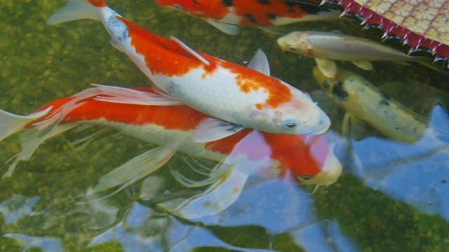 Orange and white koi swimming in the Garfield Park Conservatory pond
