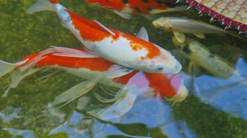 Orange and white koi swimming in the Garfield Park Conservatory pond
