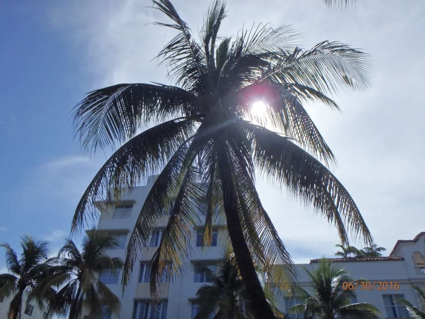 Palms and park landscape beside Ocean Drive in Lummus Park