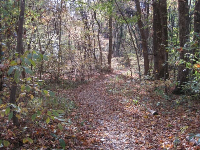 Old Forest State Natural Area at Overton Park