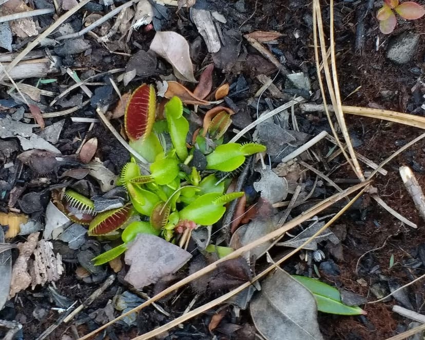 Venus flytrap growing beside the Flytrap Trail at Carolina Beach State Park