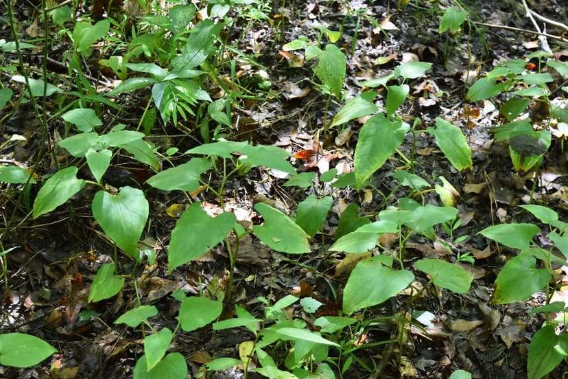 Lizard's-tail plants growing in the wetland at Middle Creek School/Park in Cary