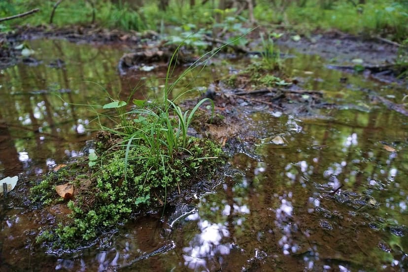 Wetland plants and shallow water at Legend Park in Clayton