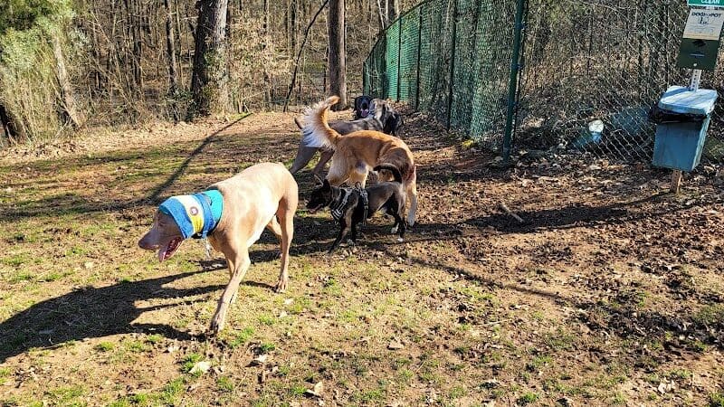 Dogs socializing inside the fenced play area at Weddington Road Bark Park