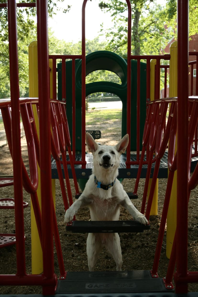 White dog standing on a red, yellow, and green play structure at George Watts Montessori Playground in Durham