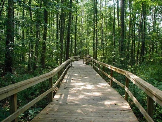 Elevated wooden boardwalk winding through the shaded wetland forest at Bog Garden