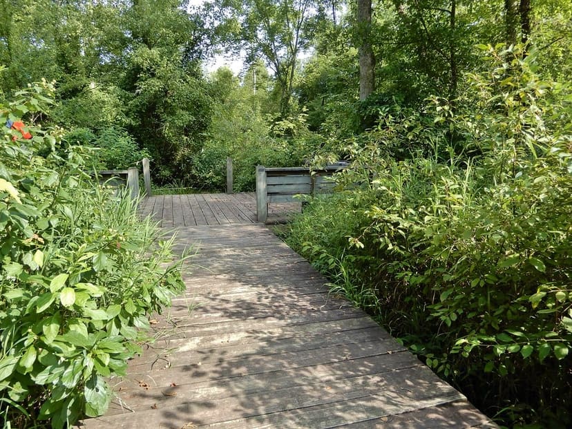 Wooden wetland boardwalk surrounded by dense vegetation at Haw River State Park