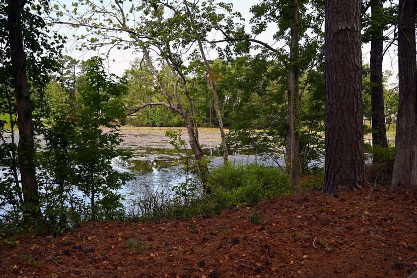 Bryan Street Pond viewed through mature trees