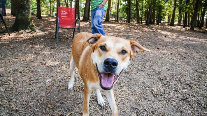 Dog smiling inside Millbrook Exchange Dog Park