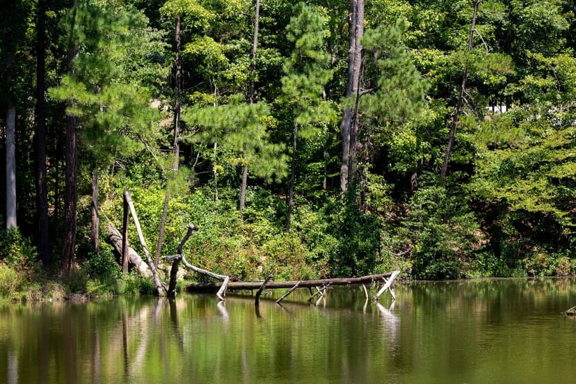 Fallen tree in the lake at San-Lee Park in Sanford