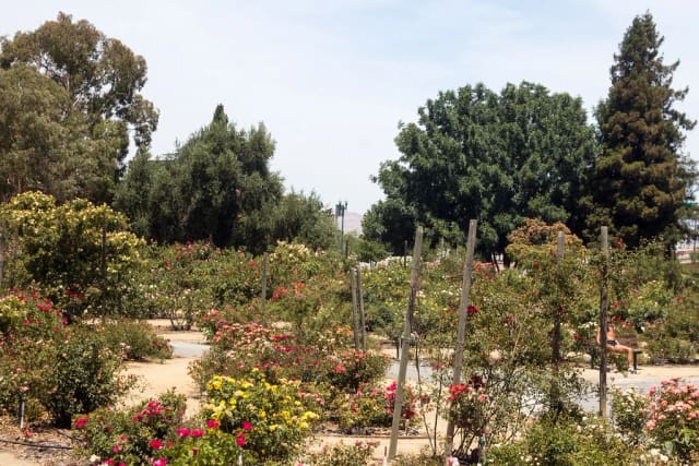 Heritage Rose Garden at Guadalupe River Park