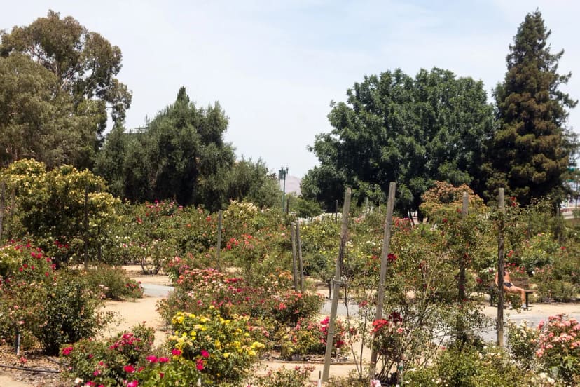 Heritage Rose Garden at Guadalupe River Park