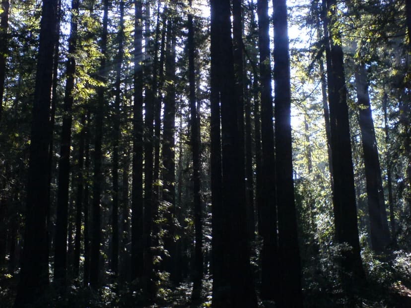 Tall trees in Joaquin Miller Park