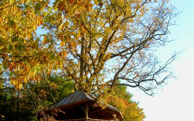 Forever Young Treehouse at Oakledge Park