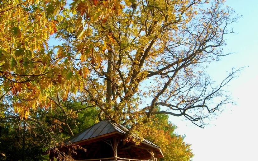 Forever Young Treehouse at Oakledge Park