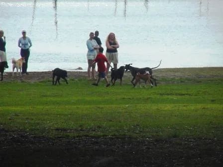 Lake Baldwin dog beach at Lake Baldwin Park