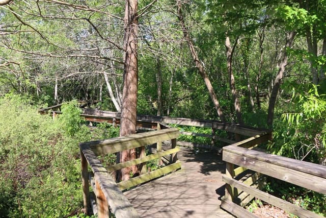 Boardwalk and wetlands at Mead Botanical Garden