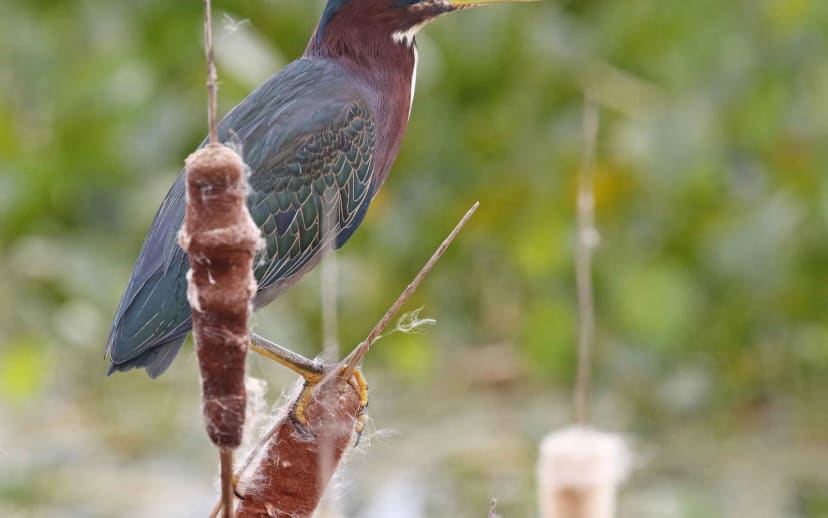 Free tram tour at Orlando Wetlands