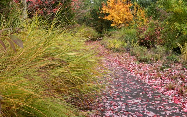 Cathedral Park Nature Patch at Cathedral Park