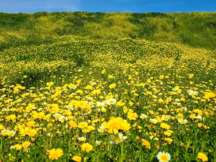 El Corazon Park and Trails in Oceanside, California