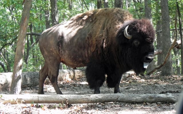 Bison Range at Lone Elk Park