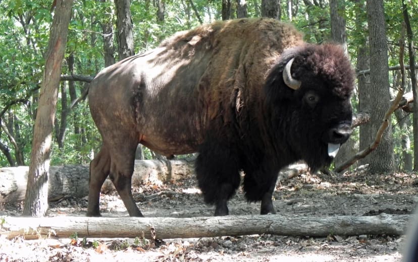Lone Elk Park in the St. Louis area