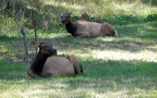 Elk Range Drive at Lone Elk Park