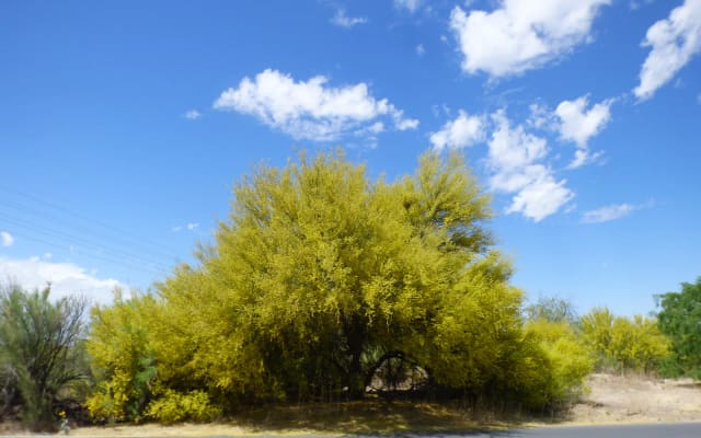 Rillito River Park Path at Rillito River Park