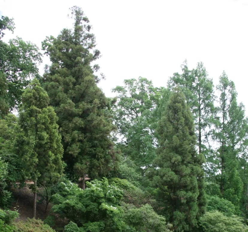 Asian Collections at U.S. National Arboretum