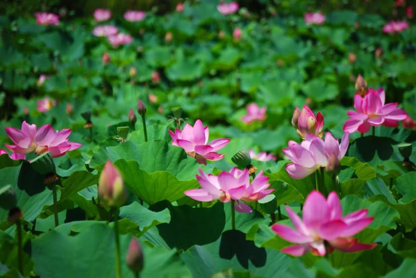 Kenilworth Park & Aquatic Gardens in Washington, DC
