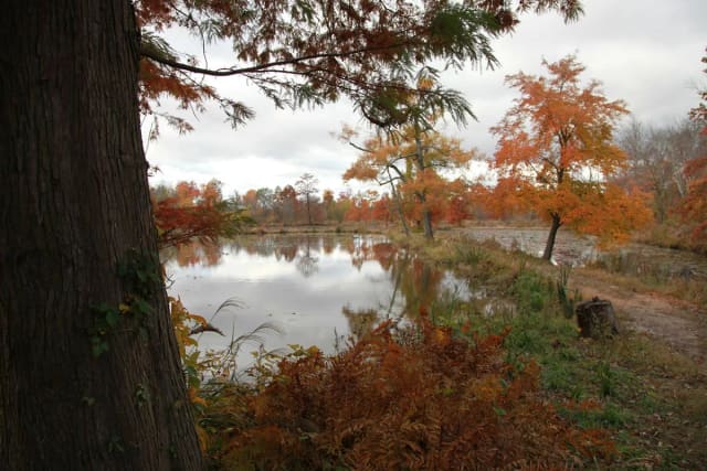 Tidal Marsh Boardwalk at Kenilworth Park & Aquatic Gardens
