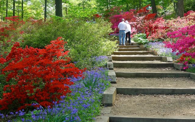 Azalea Collections at U.S. National Arboretum