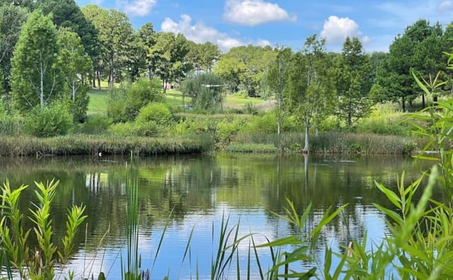 Museum Park pond surrounded by native grasses, shrubs, and trees