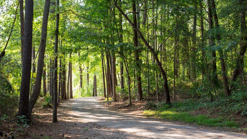 Wooded trail at Lake Johnson Park